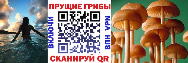 где купить наркотик  Короча  Псилоцибиновые грибы ЛСД 